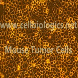 Tumor Cells (Human or Mouse) (1)